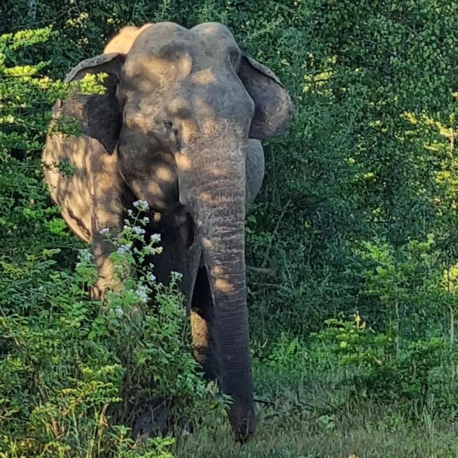 Elephant Paradise Safari Bungalow 우다왈라웨 외부 사진