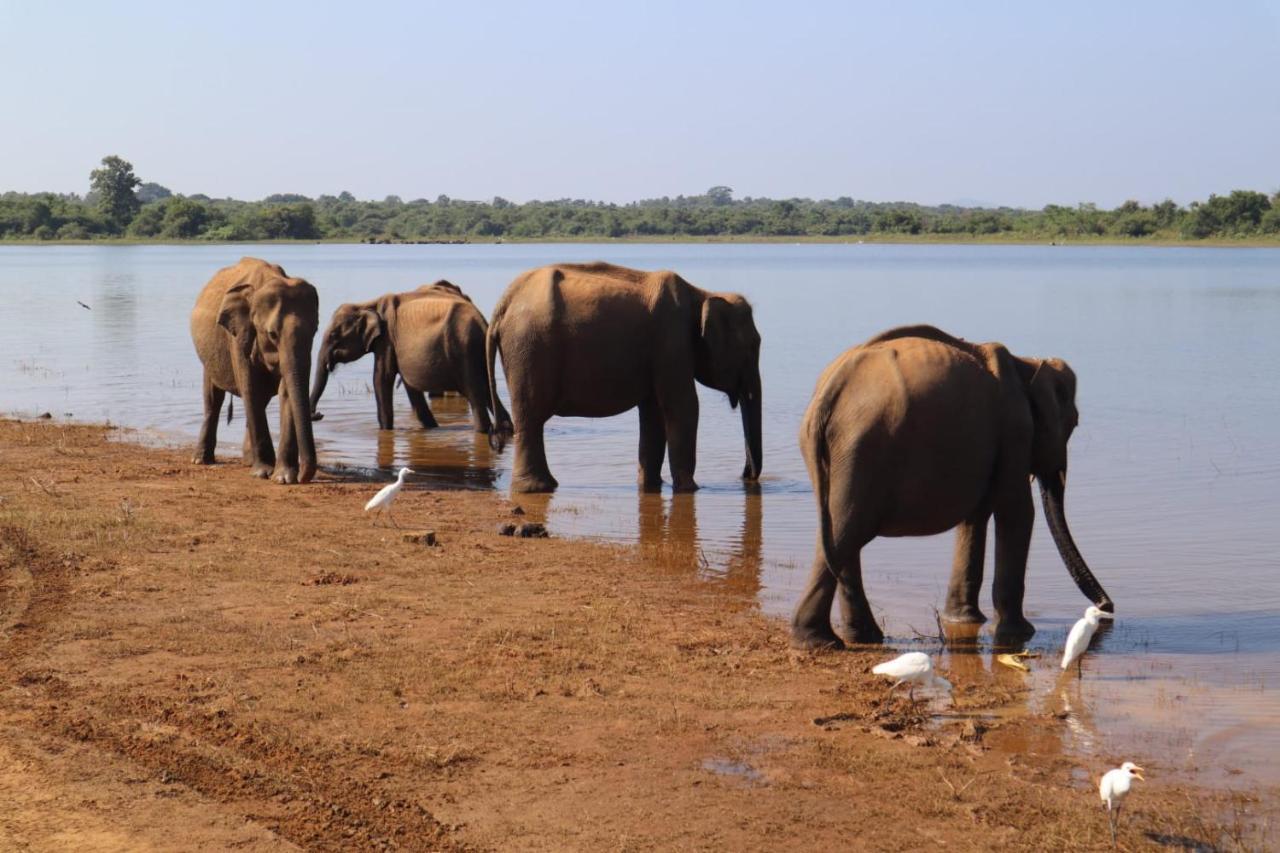Elephant Paradise Safari Bungalow 우다왈라웨 외부 사진