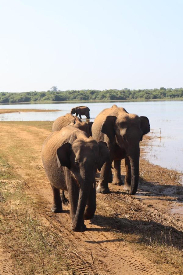 Elephant Paradise Safari Bungalow 우다왈라웨 외부 사진
