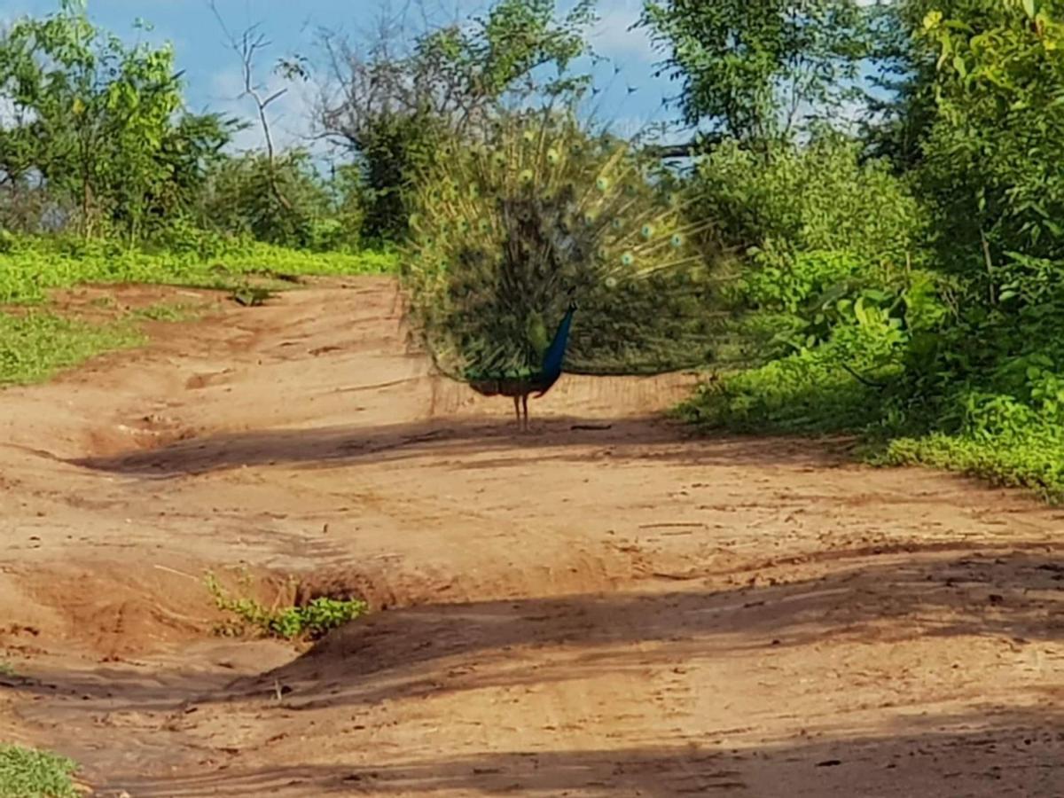 Elephant Paradise Safari Bungalow 우다왈라웨 외부 사진