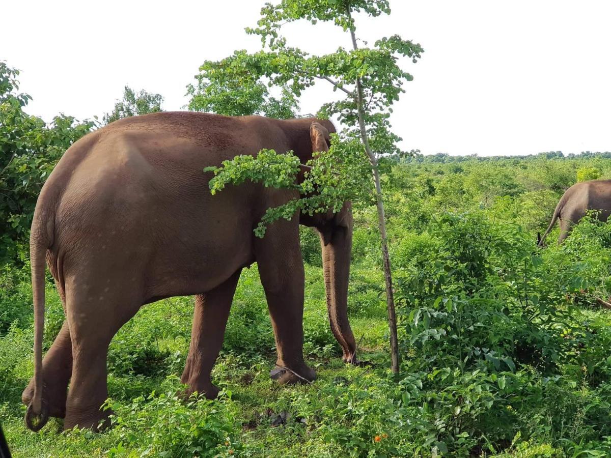 Elephant Paradise Safari Bungalow 우다왈라웨 외부 사진